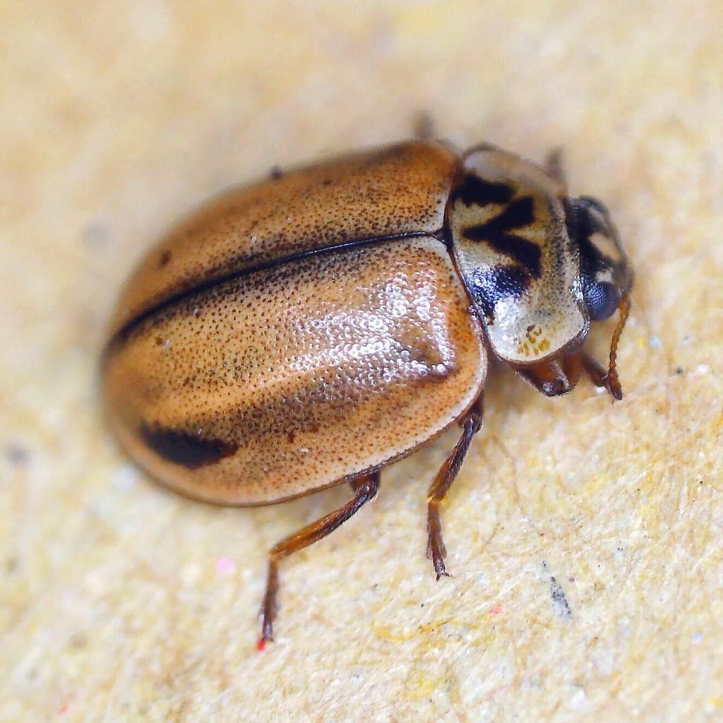 Larch Lady Beetle (Conspicuous Ladybirds of Britain) · iNaturalist