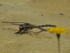 Austroaeschna parvistigma