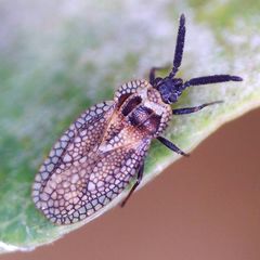 Dictyonota strichnocera