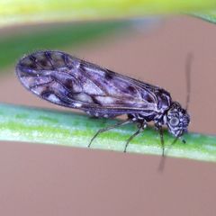 Philotarsus picicornis