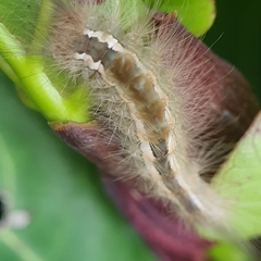 Dasychira chekiangensis