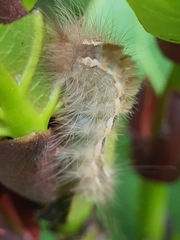 Dasychira chekiangensis