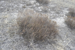 Artemisia salsoloides