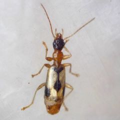 Demetrias imperialis