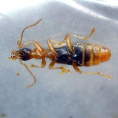 Demetrias imperialis