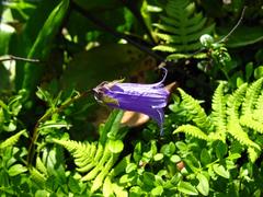 Campanula dasyantha