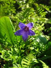Campanula dasyantha