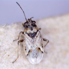 Nysius huttoni