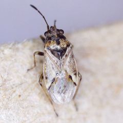 Nysius huttoni