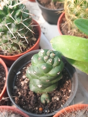 Tephrocactus