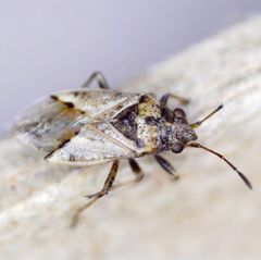 Nysius huttoni