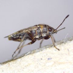 Nysius huttoni