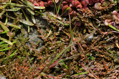 Crassula sinclairii