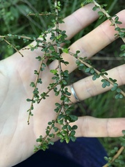 Phyllanthus microcladus