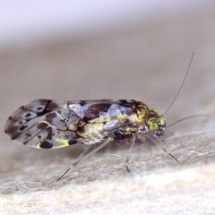 Trichadenotecnum majus
