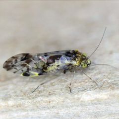 Trichadenotecnum majus