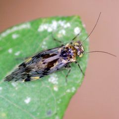 Trichadenotecnum majus