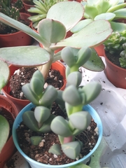 Corpuscularia lehmannii