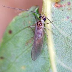 Stenopsocus immaculatus