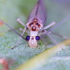 Stenopsocus immaculatus