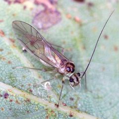 Stenopsocus immaculatus