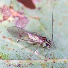 Stenopsocus immaculatus