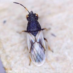 Metopoplax ditomoides