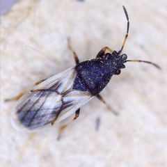 Metopoplax ditomoides