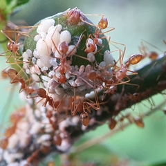 Oecophylla smaragdina