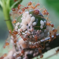 Oecophylla smaragdina