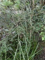 Phyllanthus microcladus