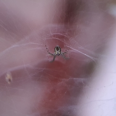 Cyrtophora cicatrosa