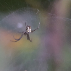 Cyrtophora cicatrosa