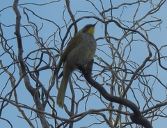 Nesoptilotis flavicollis