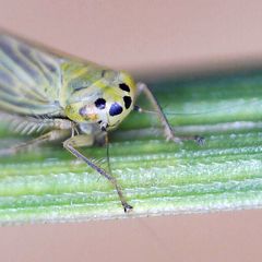 Cicadula