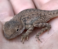 Ctenophorus modestus