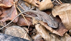 Ctenophorus modestus