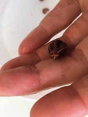 Tubulanus superbus