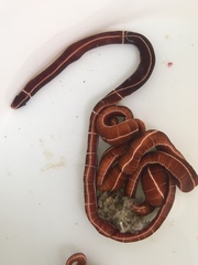Tubulanus superbus