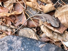 Ctenophorus modestus