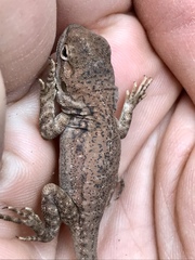 Ctenophorus modestus