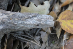 Crematogaster auberti