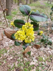 Berberis aquifolium