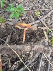 Lentinus brumalis