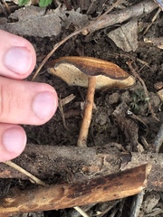 Lentinus brumalis