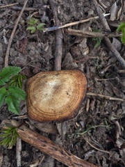 Lentinus brumalis