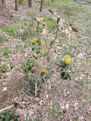 Berberis aquifolium
