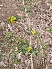 Berberis aquifolium