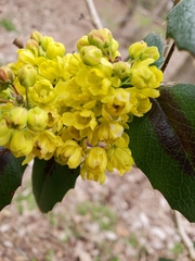 Berberis aquifolium
