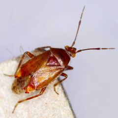 Alloeotomus gothicus